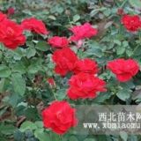 月季價格 豐花月季價格 紅帽月季