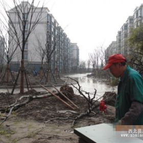 长期大量对外供应各种规格朴树