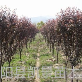 供应垂柳、大叶女贞、紫叶桃、榆叶