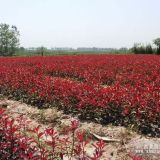 湖北咸寧紅葉石楠20-40cm