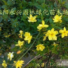 1000万株 迎春花 迎春苗