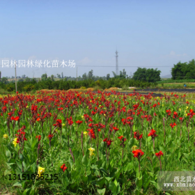 美人蕉 黄花美人蕉 红花美人蕉