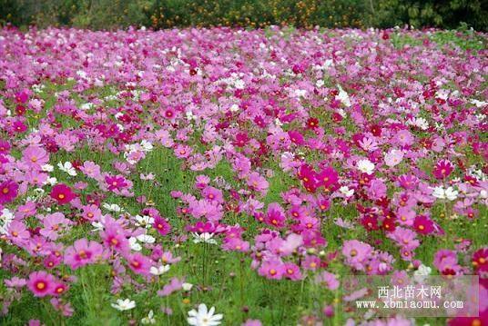 波斯菊