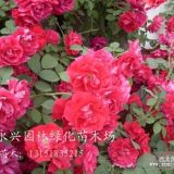 紅花薔薇 藤本  苗木