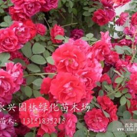 紅花薔薇 藤本  苗木