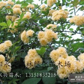 木香 木香苗 木香花