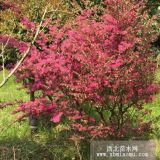 精品紅花繼木對外供應(yīng)