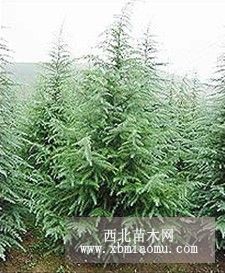 雪松 到沭阳永兴绿化苗木场