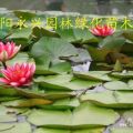 水生植物價(jià)格 荷花價(jià)格 睡蓮價(jià)格