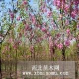 供應(yīng)香花槐