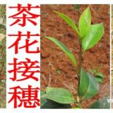 茶花枝條供應(yīng)