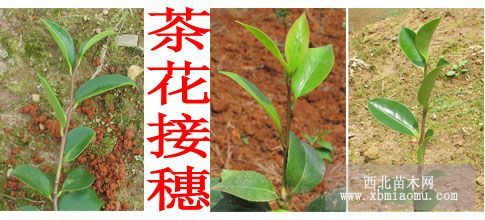 茶花枝條供應(yīng)