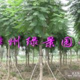 8公分藍花楹價格，10公分藍花楹