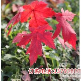 美國秋火焰紅楓枝條價(jià)格，現(xiàn)代紅楓