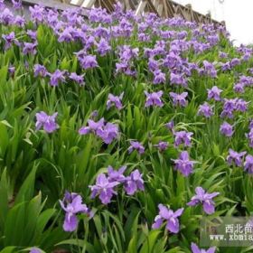 鳶尾10萬以上芽