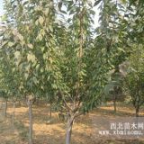 8公分樱花价格-泰安瑞达苗木