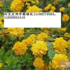 低價(jià)出售各種花灌木