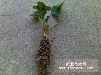 精品红颜草莓苗什么价格出售