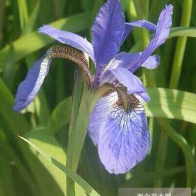 藍蝴蝶鳶尾