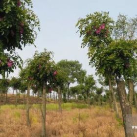 嫁接香花槐