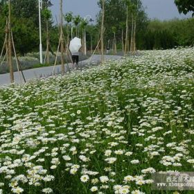 大滨菊现在多少钱山东大滨菊价格