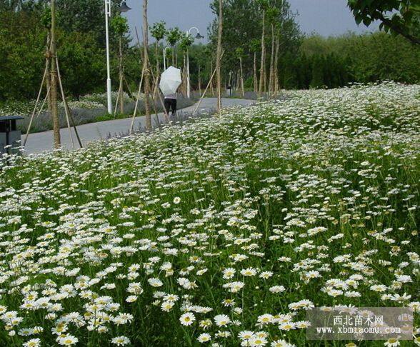 大濱菊