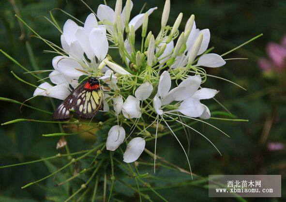 醉蝶花