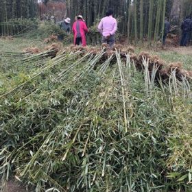 今日北京竹苗價格提供北京紫竹價格