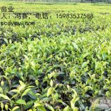 供應(yīng)黔南州茶葉苗、遵義茶葉苗價(jià)格