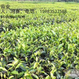 供應(yīng)黔南州茶葉苗、遵義茶葉苗價(jià)格