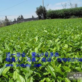 貴州茶葉苗價(jià)格、貴州茶葉苗基地