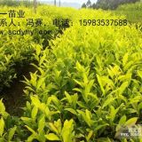 安順茶葉苗、安順茶苗價(jià)格