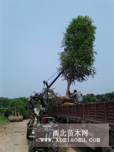 湖南落雨衫價格；精品落雨衫價格圖