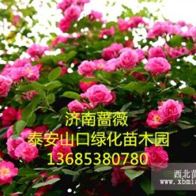 薔薇花