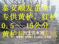 3公分黄栌，当年黄栌苗