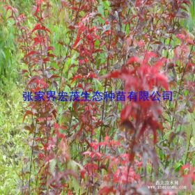 2016花木类红枫苗