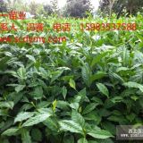 大量批發(fā)名山131茶苗