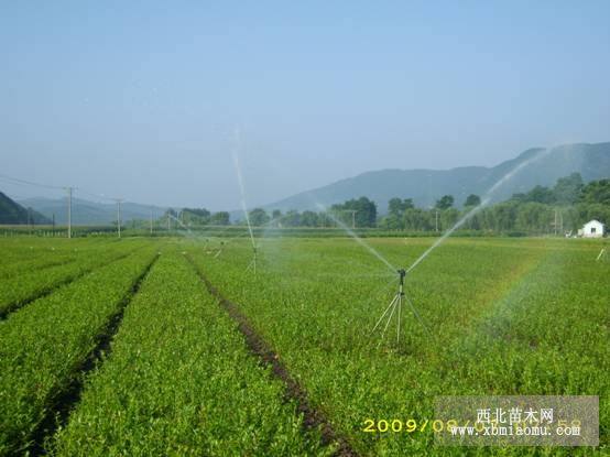 蓝莓苗、蓝莓大树