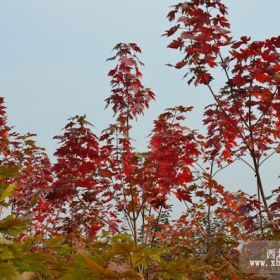 山東美國紅楓扦插苗，泰安現(xiàn)代紅楓