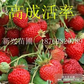 甜查理草莓苗 2015草莓苗價格