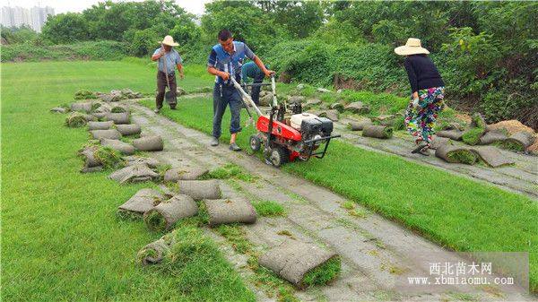 剪股穎草坪價(jià)格