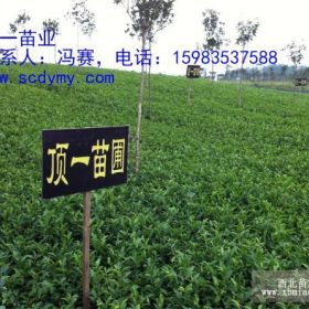 重慶茶苗、重慶茶葉苗