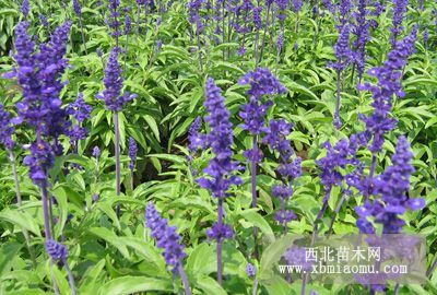 要開(kāi)花的鼠尾草花苗熱賣中