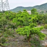 供應(yīng)面積黃枝油杉基地