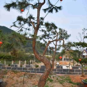 供應(yīng)特色造型日本黑松盆景