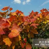 多彩濮陽，道路園林風(fēng)景樹紅霞楊