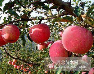 岳陽(yáng)紅蘋(píng)果苗