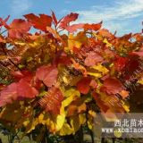 蕪湖園林彩化景觀設(shè)計  紅霞楊