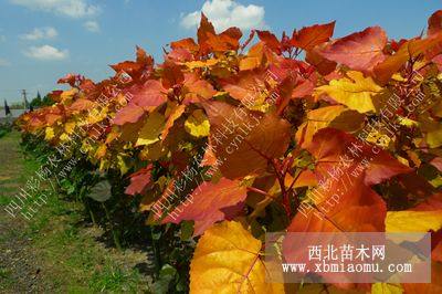 紅霞楊（金紅楊）