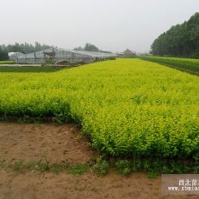 金葉女貞現(xiàn)在多少錢山東金葉女貞價